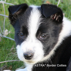 Black and white, female, border collie puppy
